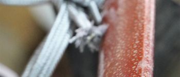 Pavel Bolf - katana tensho koshirae